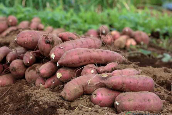 Những bài thuốc chữa bệnh từ khoai lang