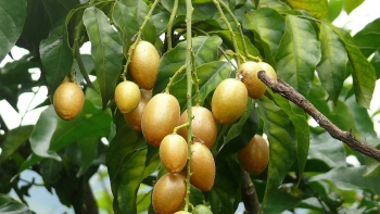 Quất hồng bì - loại quả nhỏ mà "có võ"