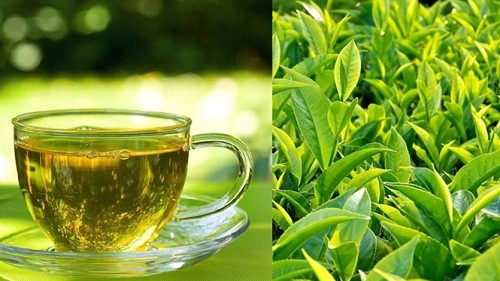 Uống trà xanh tốt cho sức khỏe nhưng có người chăm uống lại hỏng gan, vì sao vậy?