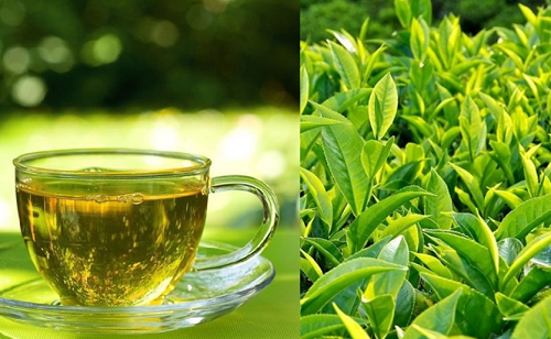 Uống trà xanh tốt cho sức khỏe nhưng có người chăm uống lại hỏng gan, vì sao vậy?