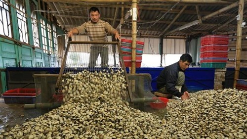 Triển vọng lớn từ xuất khẩu nghêu