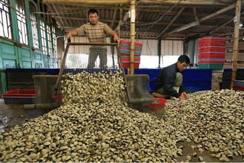 Triển vọng lớn từ xuất khẩu nghêu