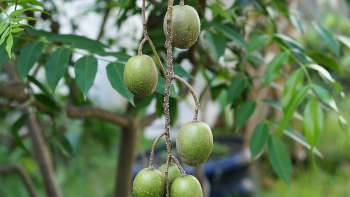 Bài thuốc chữa bệnh từ quả cóc