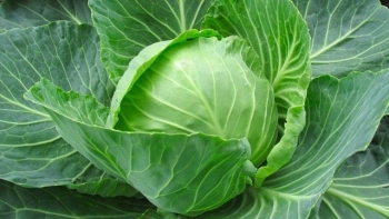 Bắp cải - Món ăn ngon, bài thuốc quý