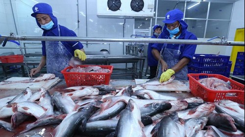 Xuất khẩu cá tra tháng 10 đạt gần 173 triệu USD