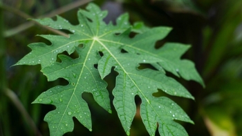 Thực hư thông tin lá đu đủ chữa được ung thư