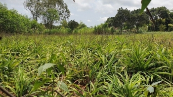 Hương bài có độc nhưng là cây giúp nhà nông thoát nghèo