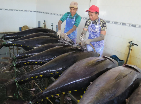 Xuất khẩu cá ngừ sang EU tiếp tục sụt giảm