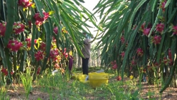 Thanh long trái vụ giá 43.000 đồng/kg, nhà vườn không có để bán