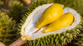 Giá sầu riêng tiếp tục lặng sóng