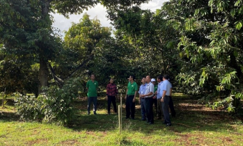 Một vườn mẫu trồng sầu riêng Một vườn mẫu trồng sầu riêng