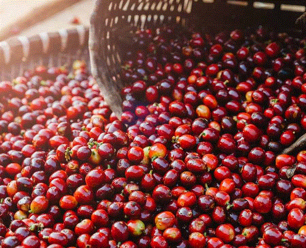 Giá nông sản hôm nay 24/11: Cà phê duy trì đà tăng, hồ tiêu chưa có điều chỉnh mới