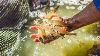 Ngành tôm được kỳ vọng phục hồi từ quý II/2024