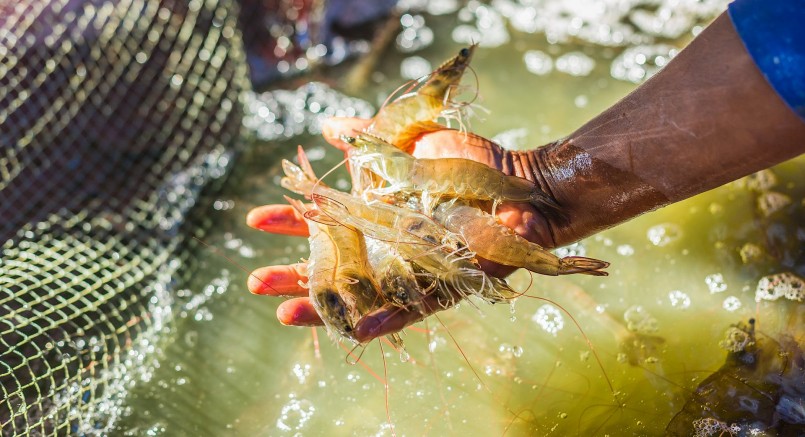 Ngành tôm được kỳ vọng phục hồi từ quý II/2024 Ngành tôm được kỳ vọng phục hồi từ quý II/2024