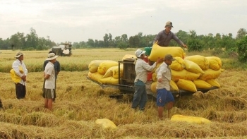 Giá lúa gạo ổn định, nông dân khẩn trương xuống giống vụ lúa Đông Xuân