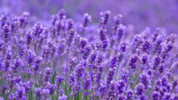 Những loài hoa không chỉ đẹp mà còn ăn ngon "không tưởng"