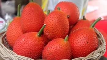 Vì sao gấc được gọi là loại quả đến từ thiên đường?