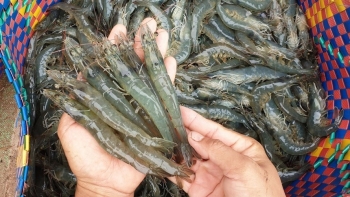 Xuất khẩu tôm sang Mỹ, Trung Quốc khả quan 2 tháng cuối năm