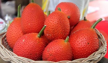 Vì sao gấc được gọi là loại quả đến từ thiên đường?