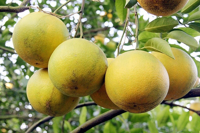 Trên 1,8 nghìn héc-ta cam tại Hưng Yên vào vụ thu hoạch