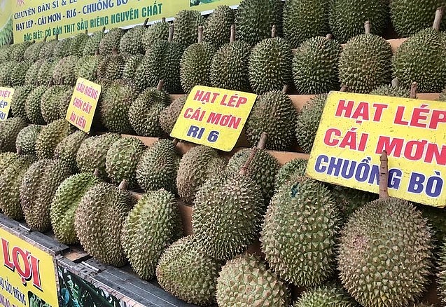 Thị trường sầu riêng “hỗn loạn”, nhiều doanh nghiệp thua lỗ rời sân chơi. Thị trường sầu riêng “hỗn loạn”, nhiều doanh nghiệp thua lỗ rời sân chơi.