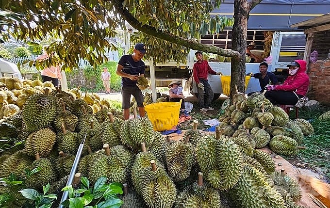 do sầu riêng được giá bán nên thời gian qua nhiều nông dân hủy cọc để bán cho cò, lái với giá cao hơn. do sầu riêng được giá bán nên thời gian qua nhiều nông dân hủy cọc để bán cho cò, lái với giá cao hơn.