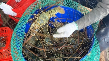 Bàn các giải pháp tháo gỡ khó khăn cho thị trường tôm hùm