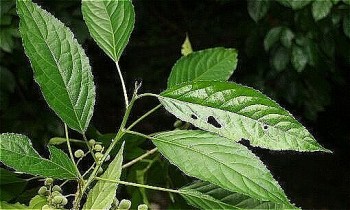 Lưu ý khi sử dụng cây lộc mại để tránh ngộ độc