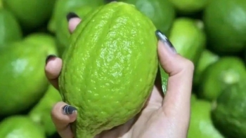 Chanh tươi Quảng Đông 100.000 đồng/kg vẫn đắt hàng, Tây Ninh có gần 62.000ha khoai mì