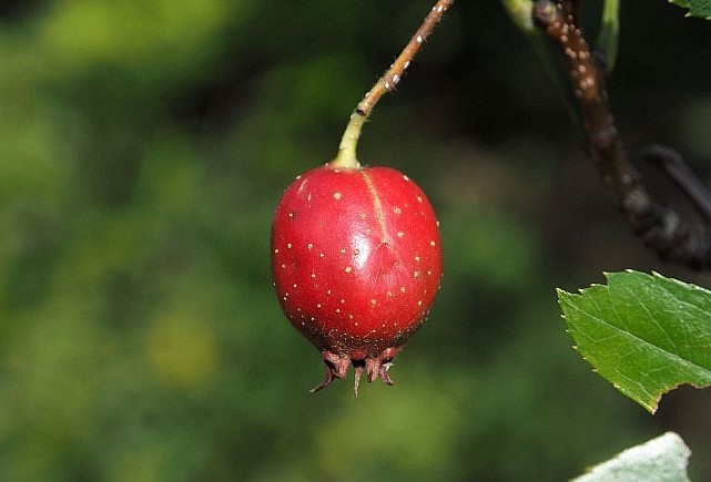 Táo gai là dược liệu có nguồn gốc từ thiên nhiên.