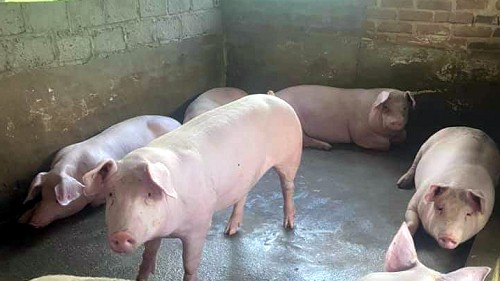 Giá heo hơi hôm nay 27/11: không có thay đổi mới