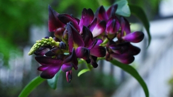 Kê huyết đằng - Dược liệu trong nhiều bài thuốc