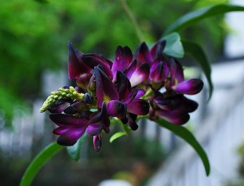 Kê huyết đằng - Dược liệu trong nhiều bài thuốc