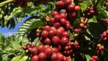 Giá nông sản hôm nay 28/11: Cà phê tiếp tục tăng nhẹ, hồ tiêu duy trì ổn định