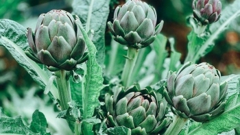 Atiso - Vị thuốc quý giải độc gan