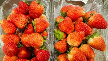 Dâu tây Sơn La giá lên đến 1 triệu/kg, người nuôi tôm hùm điêu đứng