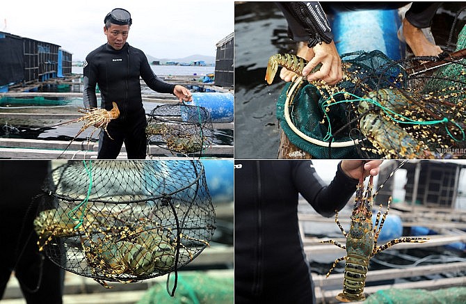 người nuôi tôm hùm điêu đứng. Ảnh Vietnamnet