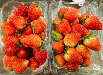 Dâu tây Sơn La giá lên đến 1 triệu/kg, người nuôi tôm hùm điêu đứng