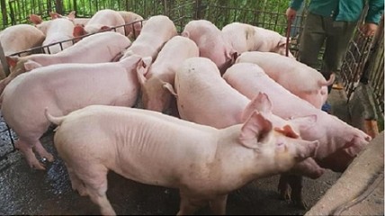 Giá heo hơi hôm nay 29/11: Tiếp tục giảm tại nhiều địa phương trên cả nước
