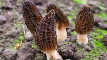 7 loại nấm đắt đến "bàng hoàng" vẫn được đại gia săn lùng