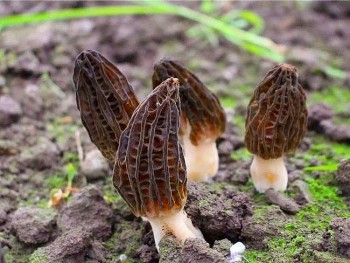 7 loại nấm đắt đến "bàng hoàng" vẫn được đại gia săn lùng