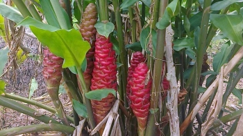 Gừng gió - Vị thuốc quý trong dân gian có thể chữa nhiều bệnh