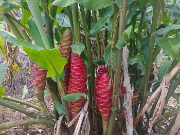 Gừng gió - Vị thuốc quý trong dân gian có thể chữa nhiều bệnh