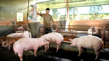 Giá heo hơi hôm nay 30/11: Chưa dứt đà giảm