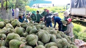 Trung Quốc tăng mua, xuất khẩu sầu riêng vượt 2 tỷ USD