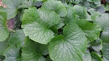 Cam sành 4.000 đồng/kg vẫn ế, lá cây wasabi có giá tới 200.000 đồng/kg