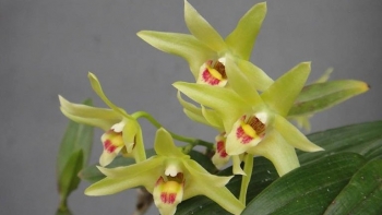 Thạch hộc tía - Dược liệu chữa bệnh quý hiếm