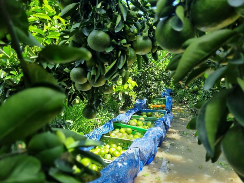 Cam sành 4.000 đồng/kg vẫn ế. Cam sành 4.000 đồng/kg vẫn ế.