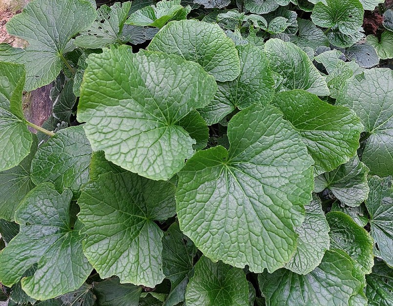lá cây wasabi cũng có giá tới 200.000 đồng/kg ( lá cây wasabi cũng có giá tới 200.000 đồng/kg (
