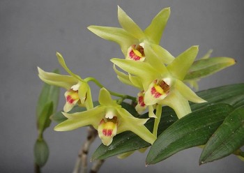 Thạch hộc tía - Dược liệu chữa bệnh quý hiếm